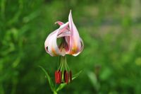 Pink and yellow flowers with reflexed petals